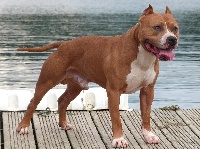 Étalon American Staffordshire Terrier - Elboy (Sans Affixe)