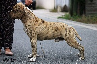 Étalon American Staffordshire Terrier - CH. Ioshy royal c tzh presburg-staff