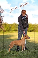 Étalon American Staffordshire Terrier - success story Janis joplin