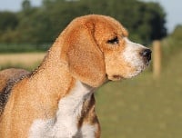 Étalon Beagle - Hermine (Sans Affixe)