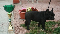 Étalon Bouledogue français - Pearl black de colin et coline