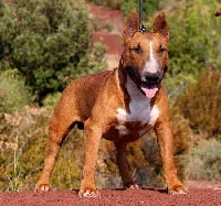 Étalon Bull Terrier - Inzo of bull' s city