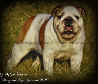 Étalon Bulldog Anglais - Manzana pep's Gastoon Bully