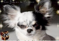 Étalon Chihuahua - Hioko-ono De La Plaine D'illiberis