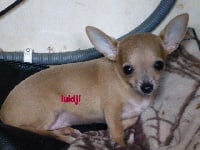 Étalon Chihuahua - Louidji lovely yupanki