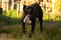 Étalon Dogo Canario - Sharingan de presaval