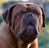 Étalon Dogue de Bordeaux - Red Dog Demars Juventino