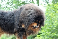 Étalon Dogue du Tibet - CH. Iampa of toundra narpo ransi