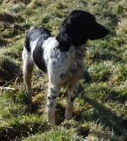 Étalon English Springer Spaniel - Jess des Etangs de Dame Blanche