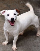 Étalon Jack Russell Terrier - Fabius d'Edennefamily