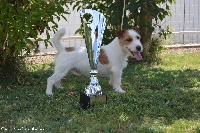 Étalon Jack Russell Terrier - Jazz des Hauts-Marizys