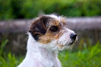 Étalon Jack Russell Terrier - heartily Jane b.