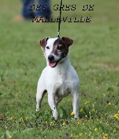 Étalon Jack Russell Terrier - Fearless (Sans Affixe)