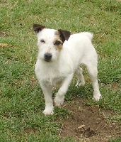Étalon Jack Russell Terrier - Arena Du normont