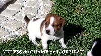 Étalon Jack Russell Terrier - Melyss Du champ de l'ormeau
