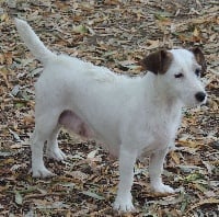 Étalon Jack Russell Terrier - Indienne de l'antre des jacks