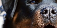 Étalon Rottweiler - Gipsy Vom lowenherzritter