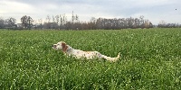 Étalon Setter Anglais - TR. CH. Jody Des Belles Du Causse
