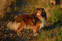 Étalon Shetland Sheepdog - Izar belle etoile Du Val Des Delices De Chimene