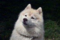 Étalon Siberian Husky - Fashion boy des reves de neige