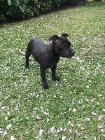 Étalon Staffordshire Bull Terrier - Mayra (Sans Affixe)