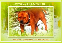 Étalon Staffordshire Bull Terrier - Staffordland Hondje van god