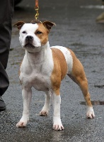 Étalon Staffordshire Bull Terrier - Havanna du clan ' Molotov