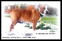 Étalon Staffordshire Bull Terrier - Staffordland Hathor