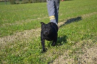 Étalon Staffordshire Bull Terrier - Cail du grand Molosse