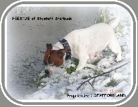 Étalon Staffordshire Bull Terrier - Feestje of Skystaff Starbuck