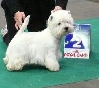 Étalon West Highland White Terrier - CH. Pilgrim devil in disguise
