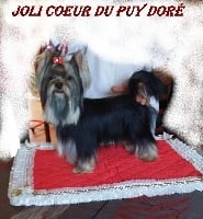 Étalon Yorkshire Terrier - Joli-coeur du Puy Doré