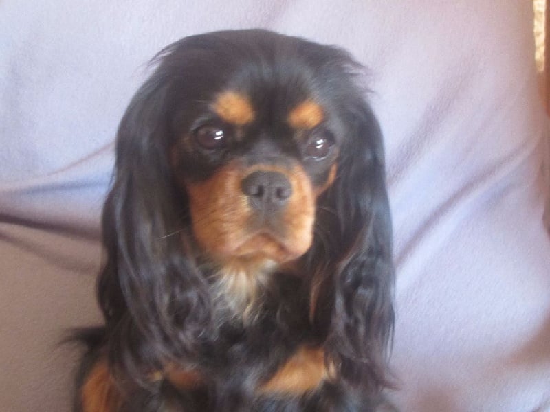 Accueil Elevage des bois de la bro eleveur de chiens Coton de Tuléar