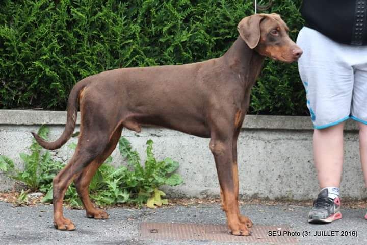 Les Dobermann de l'affixe   de la vallée des trois lacs