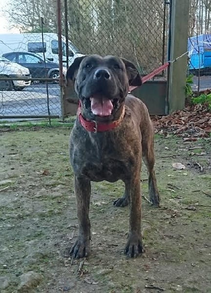 Les Dogo Canario de l'affixe   De Los Guardianes Del Amor