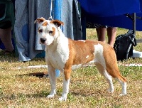 Étalon American Staffordshire Terrier - franstal's Justice is blind