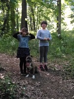 Étalon American Staffordshire Terrier - Bony des guerriers de l'ombre