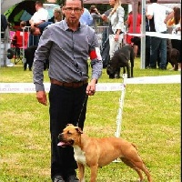 Étalon American Staffordshire Terrier - edelhaus" Beautiful jewel