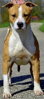 Étalon American Staffordshire Terrier - Majestic girl Of nimiloxus