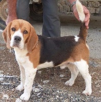Étalon Beagle - Loustic de Mont Joui