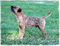 Étalon Border Terrier - Intox des Legendes de Retz