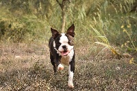 Étalon Boston Terrier - Ever Single Love is in the air