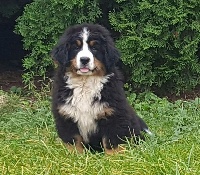 Étalon Bouvier Bernois - Doushka angyalosi berni
