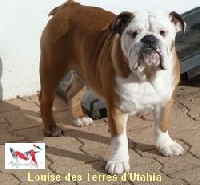 Étalon Bulldog Anglais - Louise des terres d'utahia