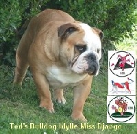 Étalon Bulldog Anglais - Tod's Bulldogs Idylle miss django
