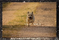 Étalon Cairn Terrier - Jannelle du Little Soannan