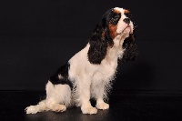 Étalon Cavalier King Charles Spaniel - Lol du Clos d'elphigny
