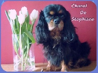 Étalon Cavalier King Charles Spaniel - Chanel de Stophiane