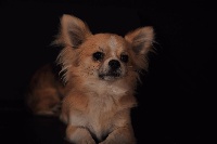 Étalon Chihuahua - Look o look des jardins de montet