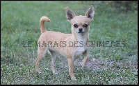 Étalon Chihuahua - Jadzia Du Marais Des Chimeres